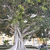 Foto: Albero - Lungomare Falcomatà (Reggio Calabria) - 0
